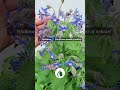 Blomster og planter der tiltrækker bier sommerfugle #Biodiversitet #BivenligePlante #Nektarplanter
