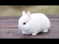 Кролик карликовый гермелин, белый голубоглазый