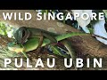 HIKING SINGAPORE: Pulau Ubin (烏敏島) - A walk on the wild side