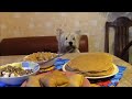 Блины на Масленицу и наша собака вестик! Russian pancakes on Maslenitsa and funny dog Westie!