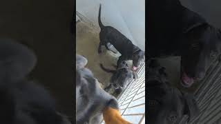 No one but us he is on the Euthanasia list please save him