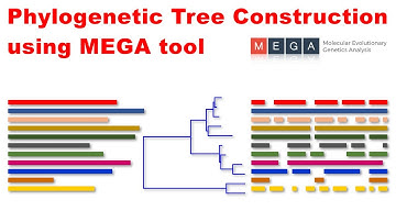 Phylogenetic Tree Construction using MEGA tool #bioinformatics #mega #taxonomy #tools #biogem