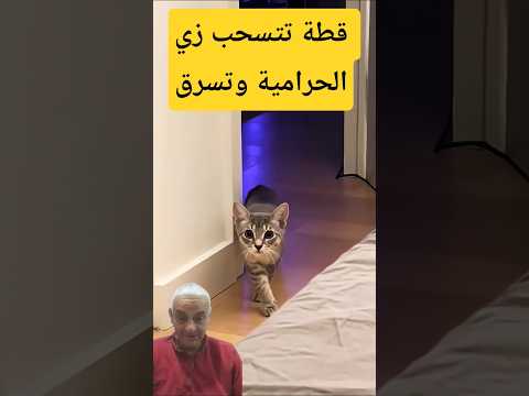 قطة تتسحب زي الحرامية وتسرق       