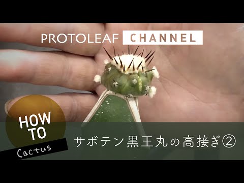 サボテン 黒王丸 接ぎ木 （黒王丸 大型 接ぎ木 仰っ）