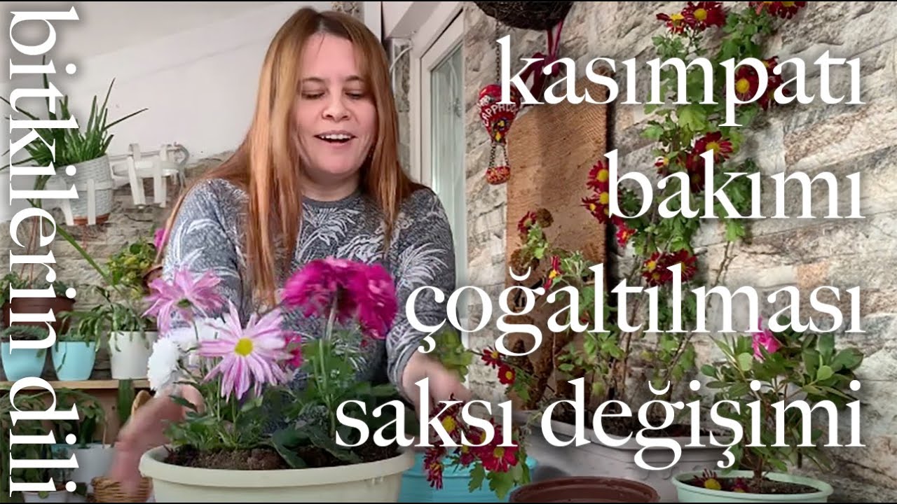 Kasımpatı (krizantem) Çiçeği Bakımı