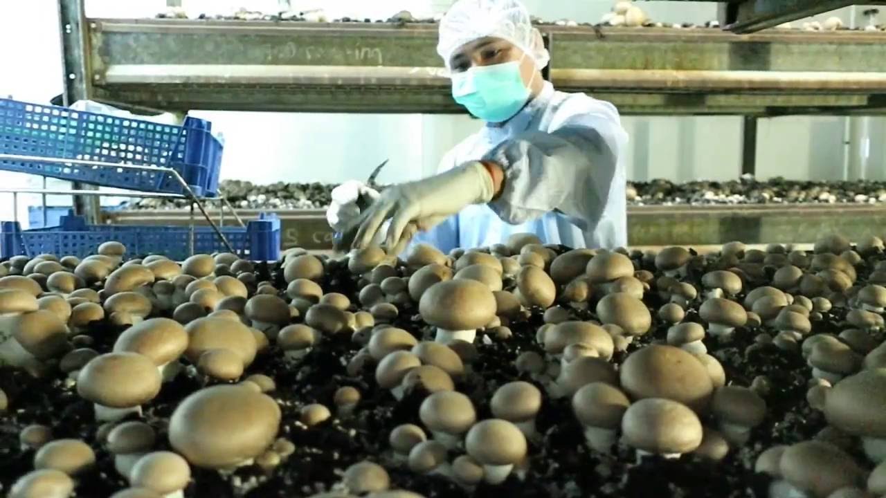 Mushroom Organic Farming