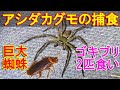 アシダカグモの捕食場面~日本最大級の巨大蜘蛛がゴキブリ2匹を同時に食べる動画Shuntsman spider~