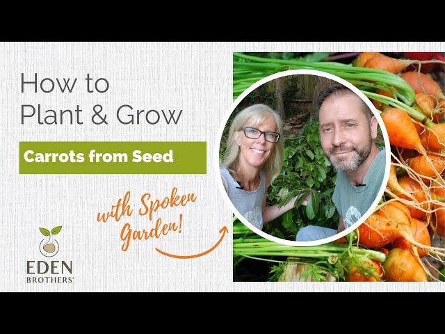 How to Plant and Grow Carrots from Seed - YouTube