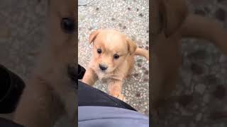 Cute puppy #cutepuppy