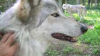 Wolf Talk 8 12