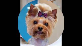 Прически для йоркширских терьеров. Красивые прически для йорков. Hairstyle for Yorkshire terrier