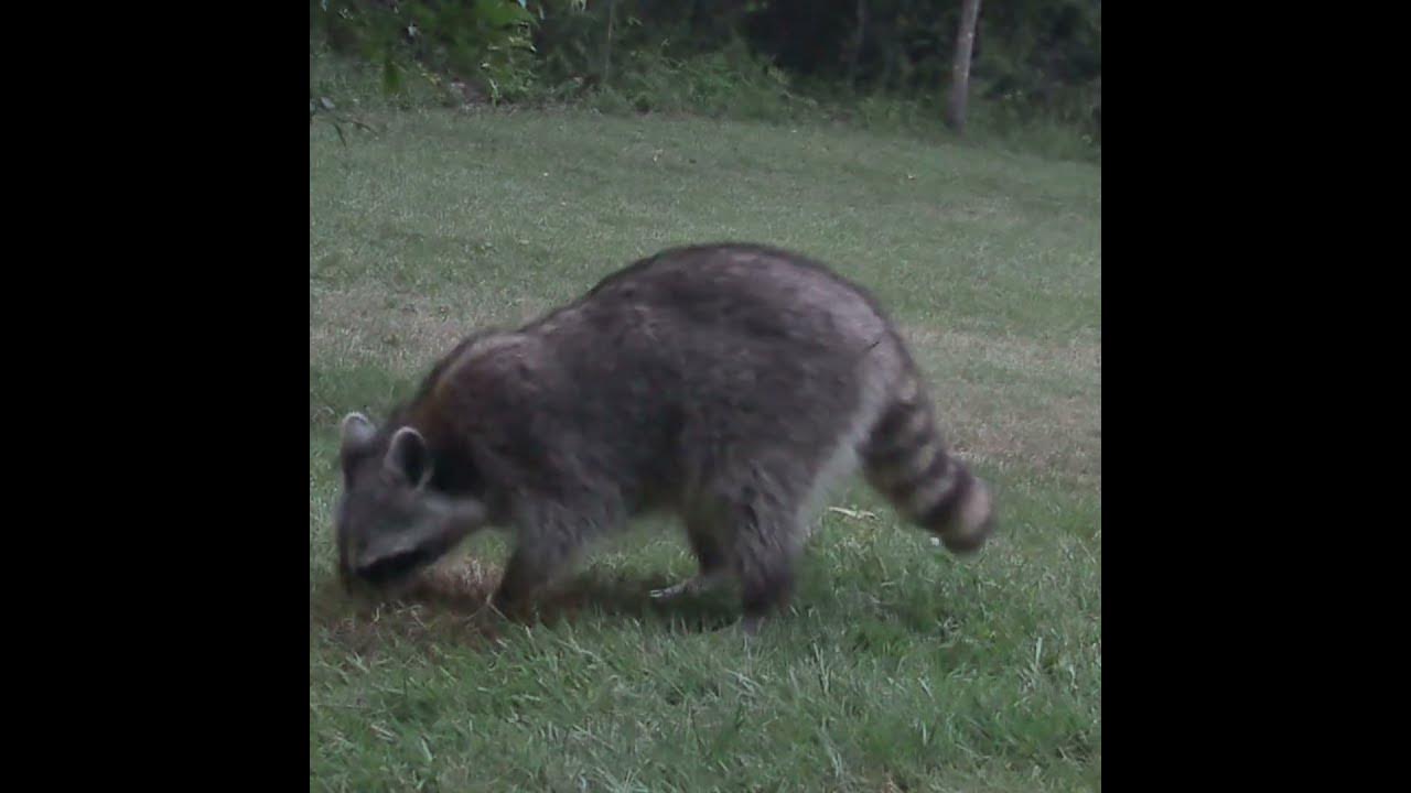 Backyard Raccoon digging for Grubs! YouTube