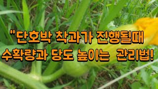 단호박 재배 3040일차 착과가 진행 될 때 꼭 해야 할 3가지 단호박 당도 높이고 수확량 좌우 하는 착과관리 방법