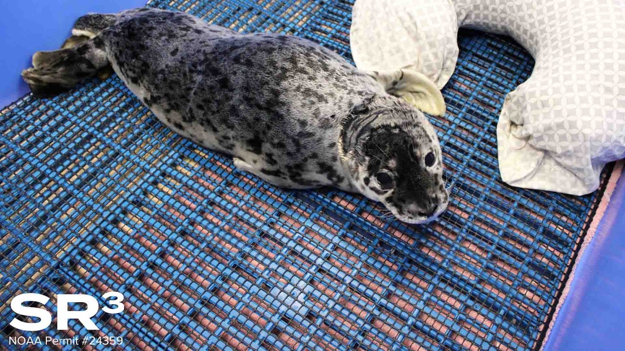 Who Shot Baby Seal In The Face?