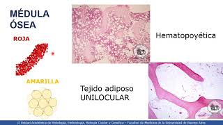 VIDEHISTO #14 | Médula ósea - Tejido hematopoyético