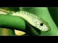 Speed art "Snake" / Змея