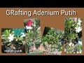 Grafting Adenium Putih dan update video lama