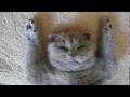 Смешная кошка спит на спине - прикольные коты scottish fold шотландская вислоухая - Funny cats