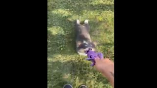 Owner Uses A Tug Toy To Drag A Lazy Corgi Puppy