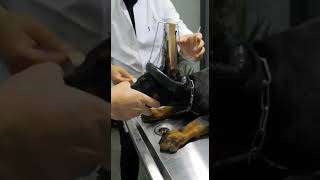 Doberman Kulak Kalıbı Kullanımı