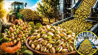The Surprising Pistachio Production Process You've Never Seen!