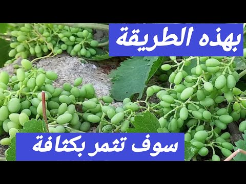 فيديو: لا زهور على العنب البري: ماذا تفعل لشجيرة عنبية لا تزهر أو تثمر