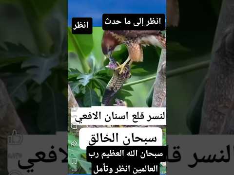 ماذا فعل النسر إنها حكمة الله اكسبلور ما رأيك  1  سبحان الله انظر