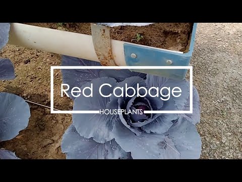 Video: Miniature Stalked Cabbage Gnat