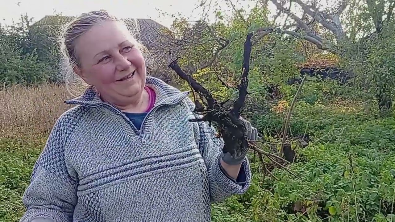 Очищаем полянку для посадки Голубики 🌿 Ноябрь 2025