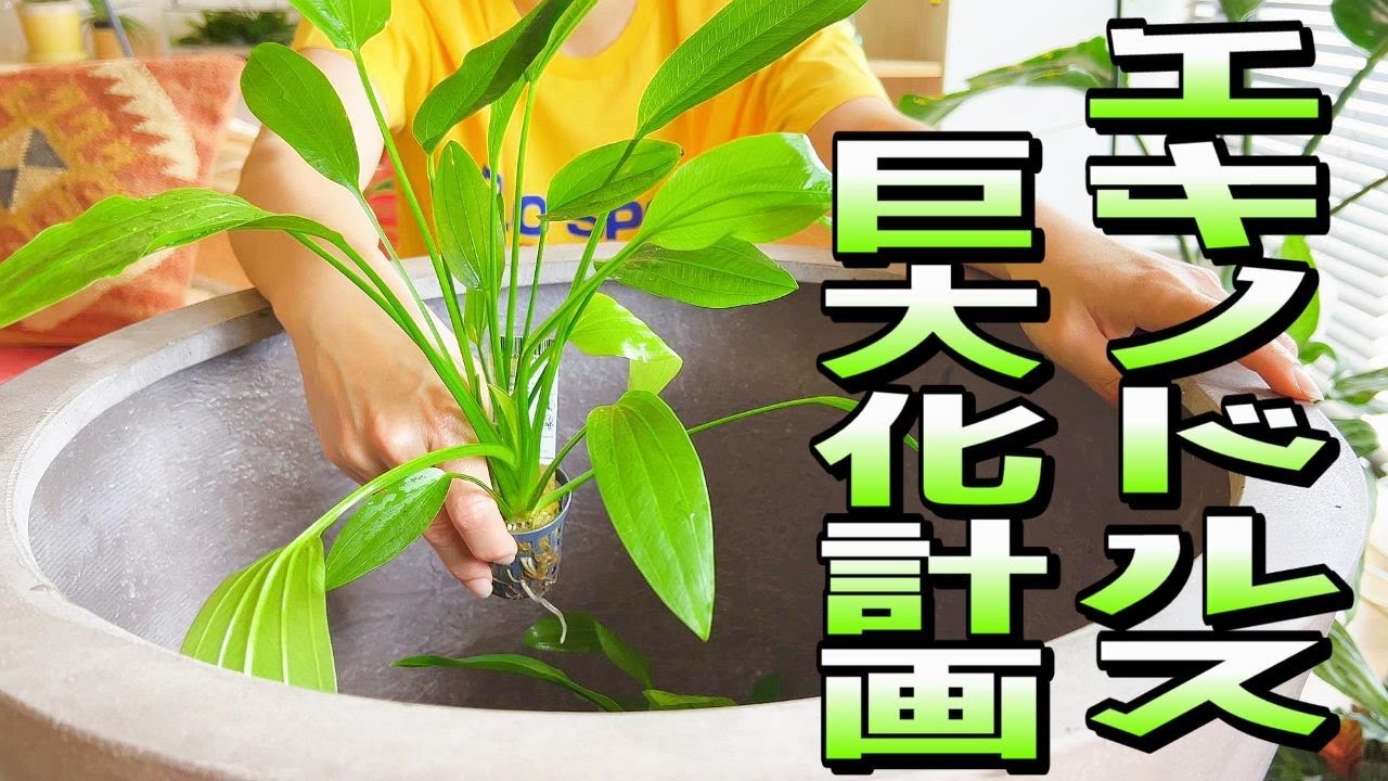ビオトープ】エキノドルス巨大化計画（超巨大な水鉢にエキノドルスを