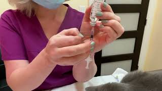 How to Give Your Diabetic Cat Insulin by Downtown Toronto Cat Clinic 4,597 views 2 years ago 3 minutes, 19 seconds