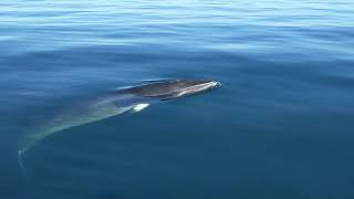 Minke Whale - Brown's Ledge off the coast of Rhode Island