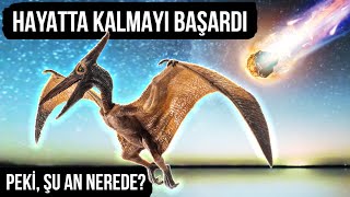 Göktaşı Dinozorları Yok Etti Ama Kuşlar Hayatta Kaldı || Uçan Dinozorlar Nasıl Hayatta Kalabildi?