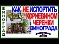 🍇 КАК НЕ ИСПОРТИТЬ ЧЕРЕНКИ КОРНЕВИНОМ. Как подобрать концентрацию стимулятора корневина.