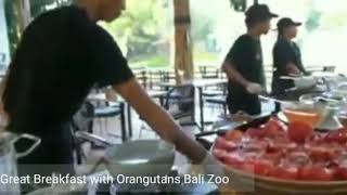 Breakfast with Orangutan Bali Zoo