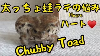 Molting of the chubby toad太っちょ蛙の脱皮