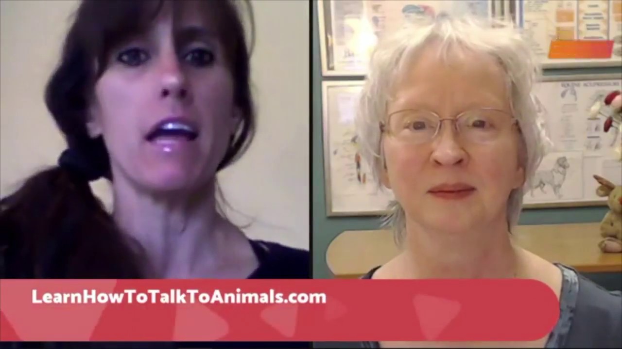 Coping with pet loss & a greater understanding of death, dying & transitions