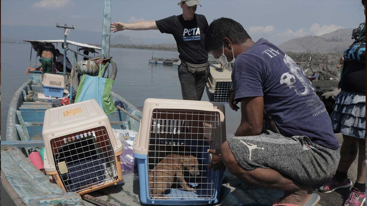 Dogs, cats rescued from Taal up for adoption