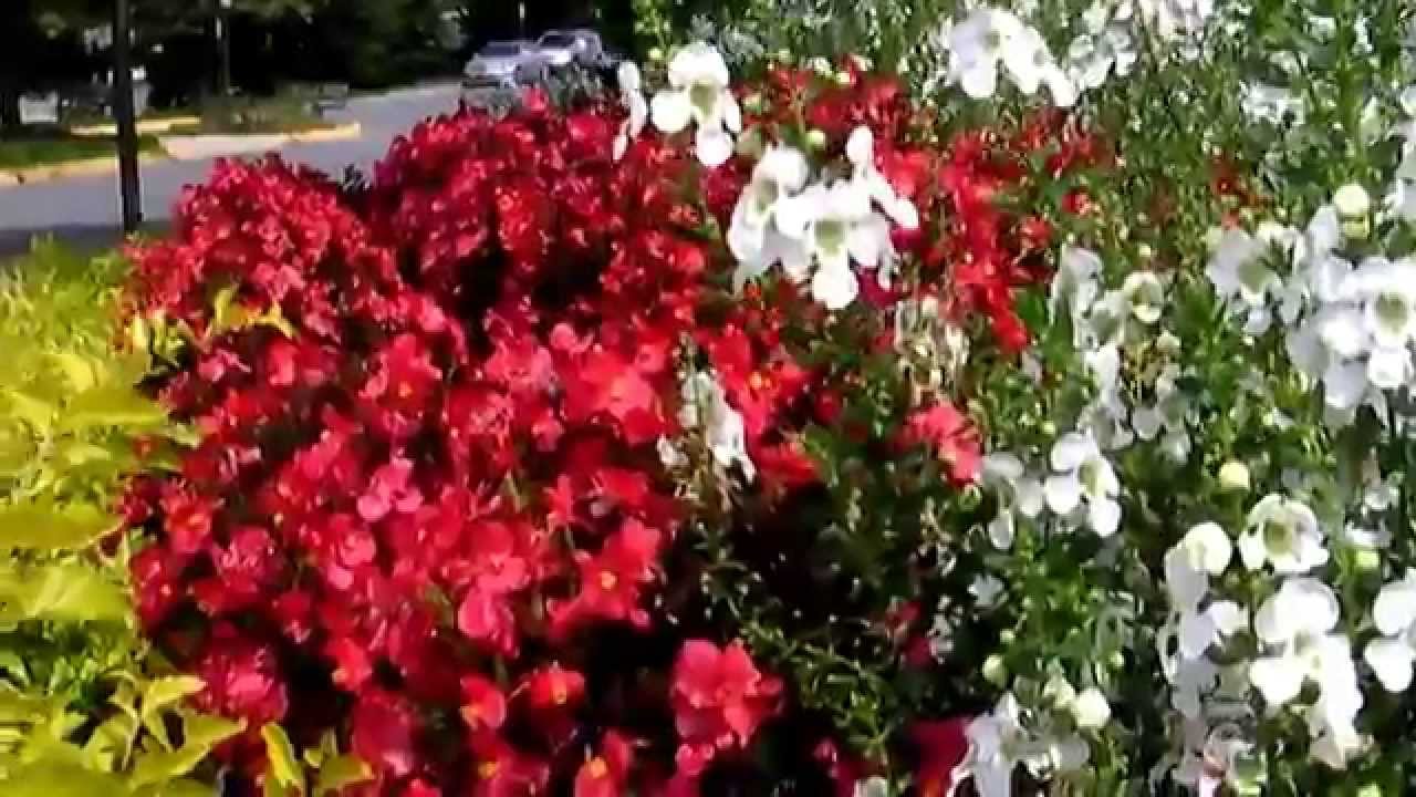 Blumen Usa Blumen Usa