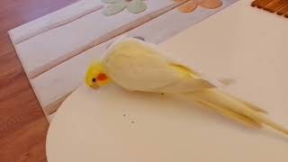 Paşayı uyku tutmamış🥰🧿#sultanpapağanı #keşfet #cockatiel #birds #kuşlar