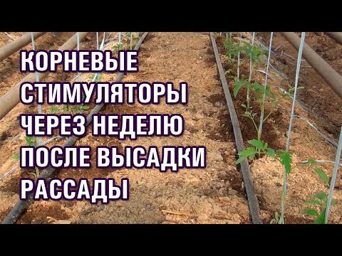 КОРНЕВЫЕ СТИМУЛЯТОРЫ ЧЕРЕЗ