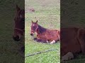 Brown horse 🐴 lies on the grass and recovers its strength / Бурая лошадь 🐎 лежит на траве + #horse