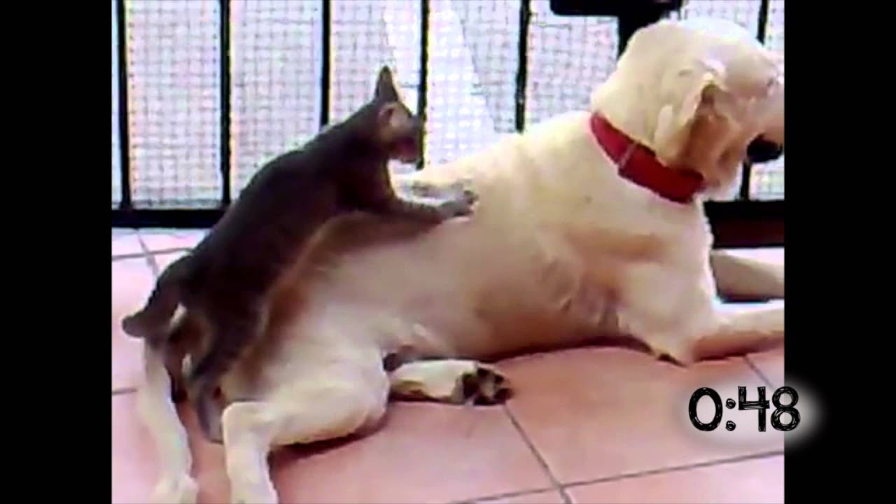 cat massaging dog