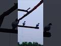 my kabutar.કબુતર#parrot #talkingparot #viral #lovesongs #farming #musiclove #viralvideo #funnyvideo
