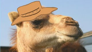 Animal Facts: Camel