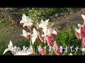 チューリップの花