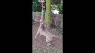 El Chapo Athletic American Bully Xl Training Bite Strength On A Springpole