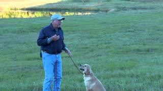 The electric collar and Positive Reinforcement  Lesson 8