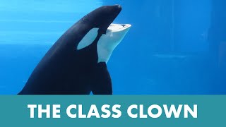 SeaWorld's Makani and Trainer Katey Have an Amazing Bond