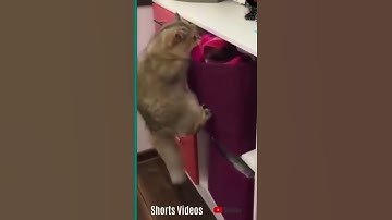 FUNNY Cat High On Catnip Video #shorts #2022